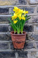 Narcissus 'Tete-a-tete' -  Daffodils in vintage terracotta pot held in a 1950's wire plant holder on an old London stock brick wall