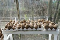Potatoes chitting, including 'Desiree' and 'King Edward', in eggboxes inside a greenhouse at the Olden Community Garden, next to a railway line in Highbury, Islington, London UK