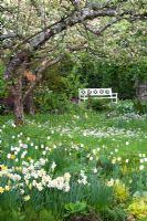 Narcissus 'Geranium', Narcissus 'Barrett Browning', Tulipa 'Maureen' and Malus - Apple trees in blossom