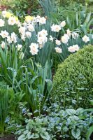 Buxus sempervirens, Narcissus 'Salome', Brunnera macrophylla 'Jack Frost'