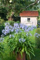 Agapanthus in container with tool shed