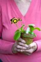 Woman holding potted Primula auricula