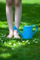 Girl standing barefoot on a sun dappled lawn with a blue watering can and daisies. 
