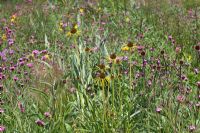 North American perennial prairie meadow, RHS Gardens Wisley with Echinacea paradoxa, Dianthus carthusianorum 