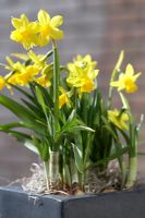 Narcissus 'Tete a Tete' - Dwarf daffodils in container