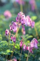 Dicentra eximia 'Boothman's variety'