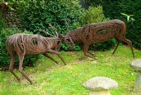 Rutting Stags by Sophie Thompson. Bourton House, Bourton-on-the-Hill, Moreton-in-Marsh, Glos, UK