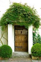 Front door framed with Buxus - Box spheres, porch covered with Clematis. Beggars Knoll, Newtown, Westbury, Wiltshire, UK