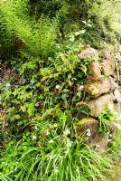 A Cornish hedge, colonised by ferns, Allium triquetrum, herb robert and ivy - Trewidden, Buryas Bridge, Penzance, Cornwall, UK