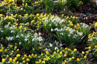 Galanthus nivalis and Eranthis hyemalis - Snowdrops and Winter Aconites naturalised in a woodland garden 