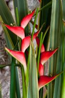 Heliconia completed with the variegated leaves of sansevieria - Wintergarten, Germany
