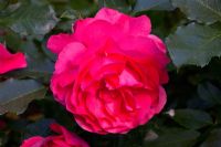 Rosa 'Rosarium Uetersen' 