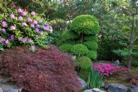 Japanese garden with Acer palmatum 'Dissectum Atropurpureum', Azalea japonica, Iris, Pinus sylvestris, Rhododendron, Taxus baccata and Thuja