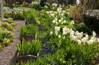 Irises in wooden containers on a gravel pathway lined with Muscari - Grape Hyacinths, Corydalis and Tulipa fosteriana 'Purissima'