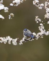 Parus caeruleus - Blue tit perching in Blackthorn blossom