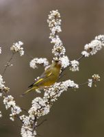 Carduelis chloris greenfinch male perching in blackthorn blossom