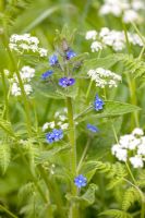 Pentaglottis sempervirens - Green Alkanet and Anthriscus sylvestris - Cow parsley on a wild bank