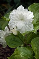 Trillium grandiflora 'Flore Plenum'