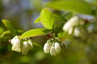 Vaccinium corymbosum - Blueberry flowering in spring