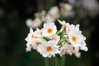 Primula japonica 'Postford White' AGM - white candelabra Primula