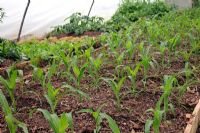Growing Sweet Corn - variety 'Mini Pop' in raised bed in a polythene tunnel