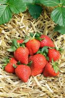 Strawberry - Fragaria x ananassa 'Driscoll Lusa'