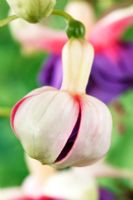 Flower bud  of Fuchsia 'Sir Ian Botham'   