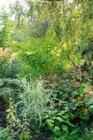 View of plant enthusiasts garden in late summer -  Miscanthus, Ligularia, Hosta, Persicaria