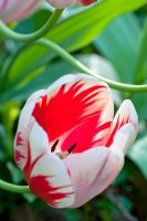 Tulipa 'Burning Heart'