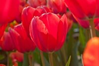 Tulipa 'Dreamland'