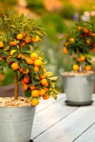 Citrus x mitis also known as Citrus x Citrofortenella microcapa in galvanised buckets and displayed on wooden garden table