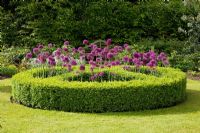 Circular Buxus sempervirens - Box border with Allium hollanidicum 'Purple Sensation' in flower in Spring
 