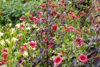 Hot planting combination of dark purple Atriplex hortensis Rubra and bright pink flowers of Hibiscus trionum 'Simple Love'