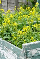 Brassica nigra - bright yellow mustard flowers in a painted distressed pale blue wooden box