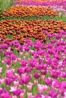 Tulip festival at RHS Harlow Carr, Yorkshire, UK -  View of orange, red pink and dark pink swathes of tulips.