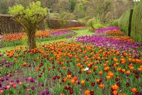 Tulip festival at RHS Harlow Carr, Yorkshire, UK - View of orange, red pink and dark pink swathes of tulips.