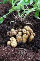Yield of new Potato 'Charlotte' sown in 25 litre pot on 22 February and lifted 15 May