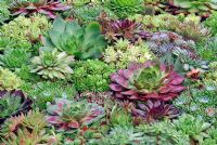 Sempervivum carpet - mixed varieties