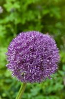 Allium Pinball Wizard - Ornamental onion 