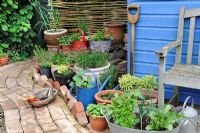 Garden corner with reclaimed brick path and blue shed, with container herbs and salad vegetables, Norfolk, England, may
