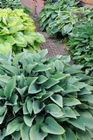 Collection of Pot grown Hostas Growing along Shady Pathway, Norfolk, Engalnd, May