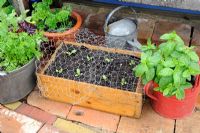 Container gardening, lettuce seedlings planted out in wooden box, covered in wire netting for protection against birds, Norfolk, England, May