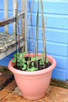 Container vegetables, young pea plants planted in terracotta pot, Norfolk, Engalnd, May