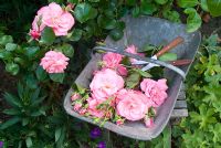 Cutting stems of Rosa 'Marguerite Anne'