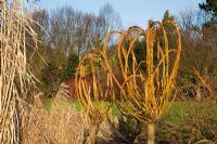 Yellows stems of Salix alba subsp. vitellina.  Coppiced Willow at RHS Hyde Hall