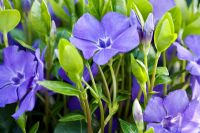 Pale blue flowers of Vinca minor 'La Grave'