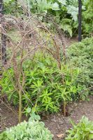 Hazel plant supports for Euphorbia wallichii in Spring, in the herbaceous border at RHS Wisley