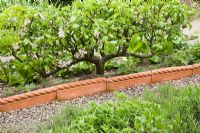 Step over Apples in blossom in a potager garden in Spring