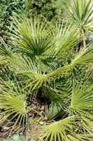 Chamaerops humilis - Dwarf Fan Palm