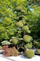 Cryptomeria japonica 'Elegans' - Cloud pruned Japanese Cedar in Parc floral de La Souce, Orleans, France